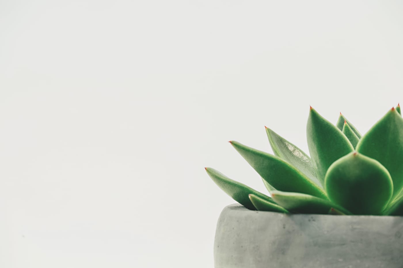A green succulent growing in a concrete pot